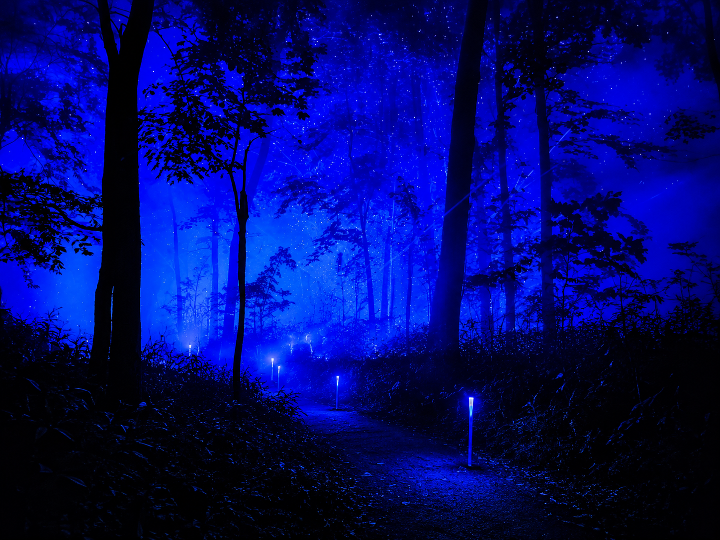 阿寒湖森林夜行